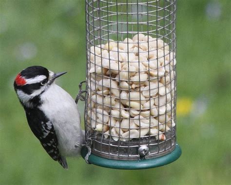 How To Attract Birds To Your Feeder With These 12 Top Tips