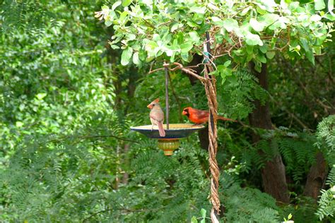 How To Attract Birds To Your Yard Welcome Wildlife