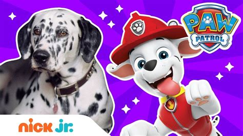 How To Be A Fire Pup W Paw Patrol S Marshall Real Dogs Paw