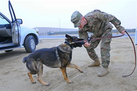 How To Become A Military Dog Handler Elevatorunion6