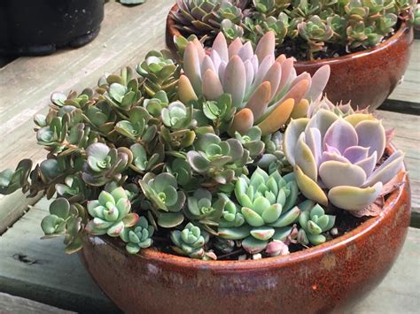 How To Create A Succulent Container Garden Dengarden