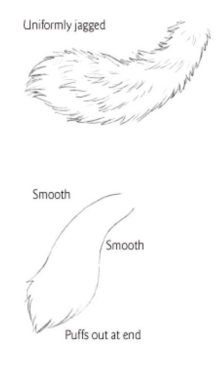 How To Draw A Furry Tail Buzybee Itsmytime