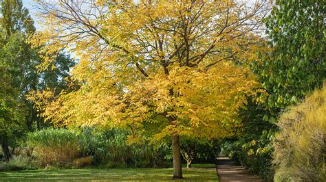 How To Grow And Care For Kentucky Coffee Tree