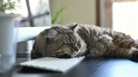 How To Keep Your Cat Purrfectly Happy While Working From Home