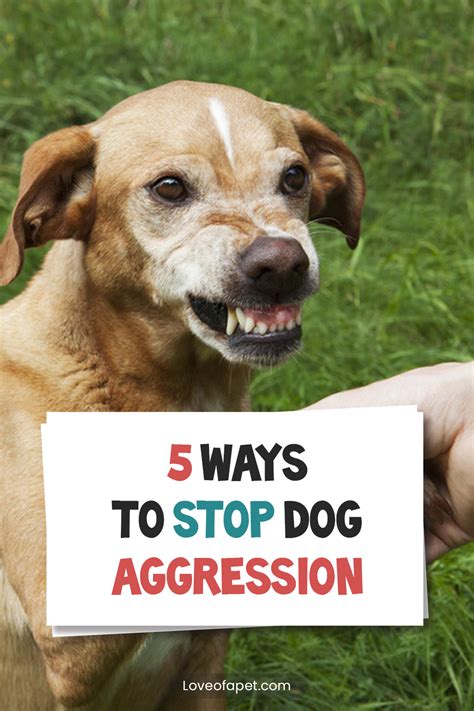 How To Stop Dog Aggression 5 Ways Love Of A Pet Aggressive Dog Dog Training Aggression