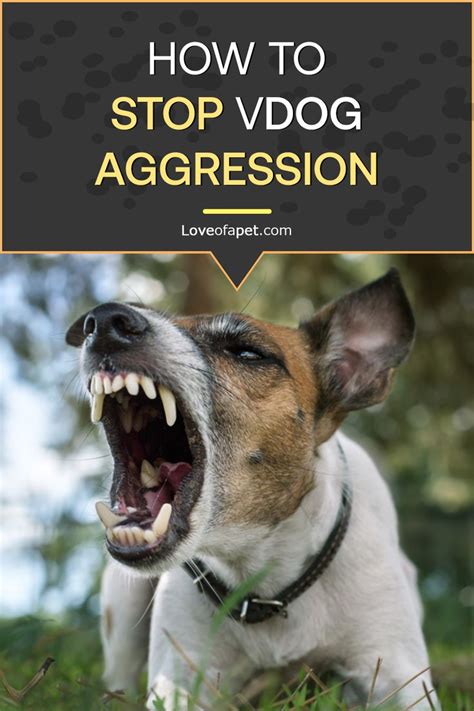 How To Stop Dog Aggression In 2023 Dog Training Aggression Aggressive Dog Dog Behavior Problems