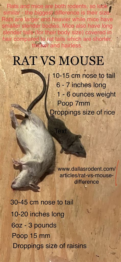 How To Tell Difference Between Rats Amp Mice Rat Vs Mouse Pictures Size Poop Behavior