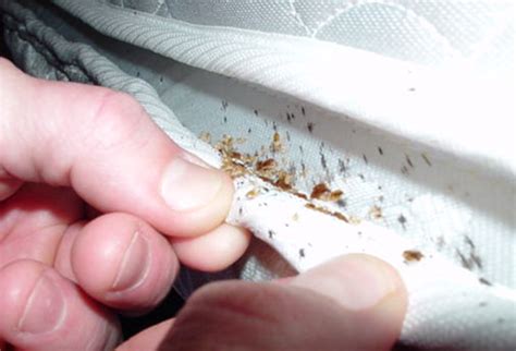 How To Tell If You Have Bed Bugs In Your Florida Home