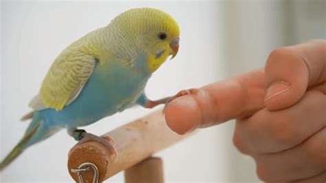 How To Train A Parakeet Tips For Training A Budgie