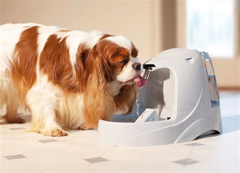 How You Would Choose The Dog Water Dispenser Easily Stewpid Pet