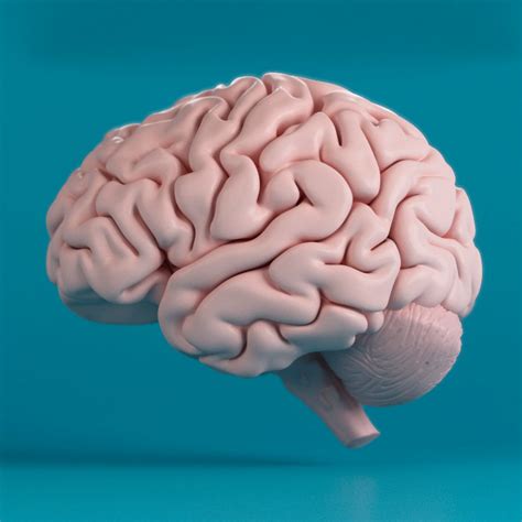 Human Brain 3D Max