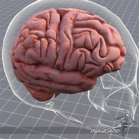 Human Brain Anatomy 3D Model 3D Model Cgtrader