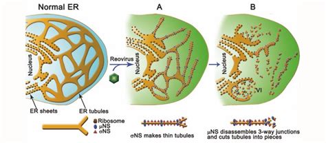 Human Reovirus Modifies And Uses Endoplasmic Reticulum Membranes To