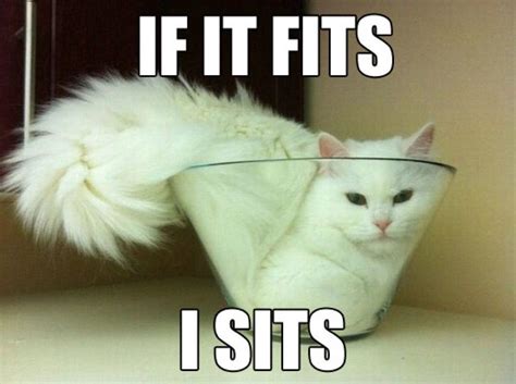 5 Funny Animals Sitting Where They Fit