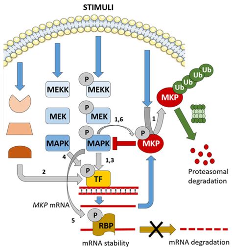 Ijms Free Full Text Mitogen Activated Protein Kinase And Substrate