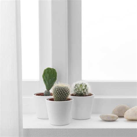 Ikea Cactus 3 Pack