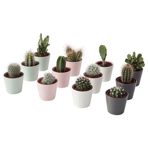 Ikea Cactus Species