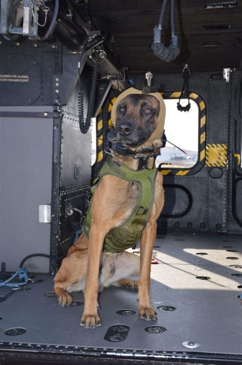 Innovative Hearing Protection May Protect Military Working Dogs Defense Media Network