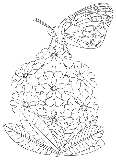 Insects Amp Animals Coloring Pages For Adults Coloriage Papillon Coloriage Insectes