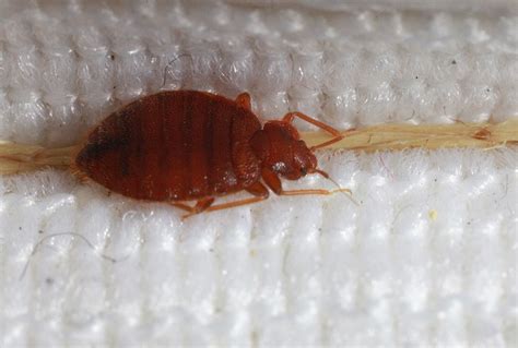 Insects In The City A Personal Experience With Bed Bugs