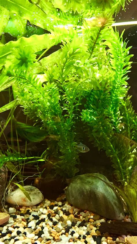 Inspirasi Terpopuler 22 Aquarium Plants Freshwater