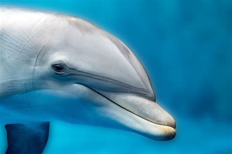 Unveiling the Intelligent World of Dolphin Intelligence