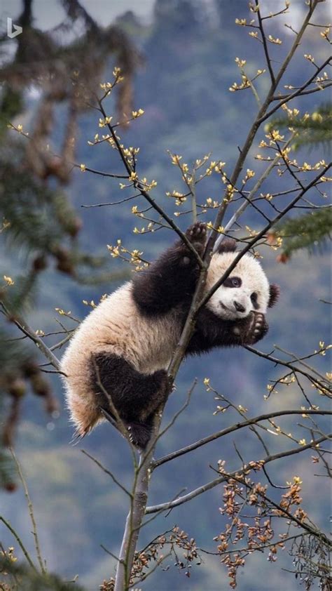 Jaw Dropping Panda Pictures You Need To See Bear Wallpaper Animal