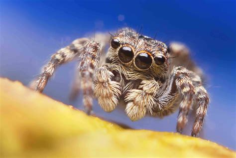 Why Jumping Spiders Are Irresistibly Cute