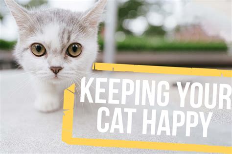 Keeping Your Cat Happy Capalaba Produce