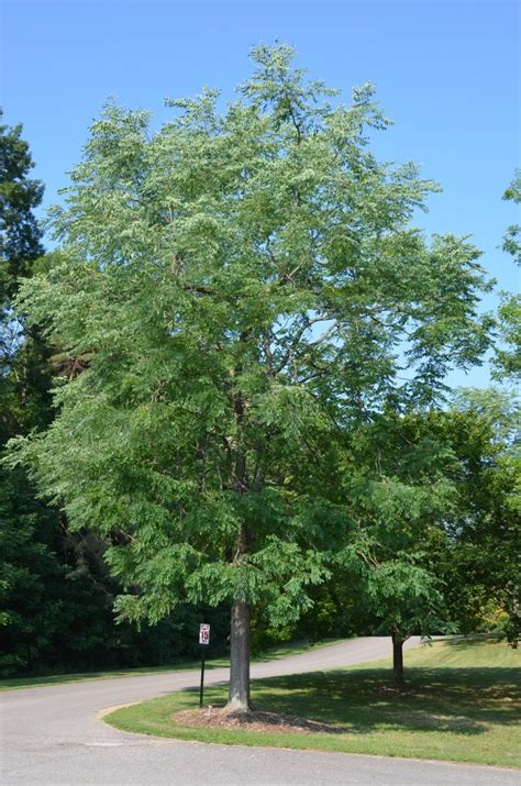 Kentucky Coffee A Superior Large Native Tree What Grows There Hugh