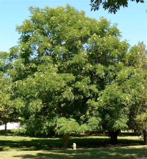 Kentucky Coffeetree Direct Native Plants