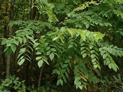 Kentucky Coffeetree in Ontario: A Rare and Resilient Tree