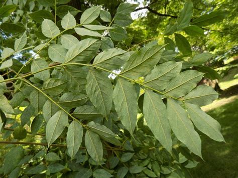 Kentucky Coffeetree Sylvaticaforestfarm