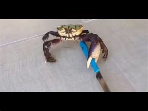 Killer Crab Crab With Knife Funny Animal Videos 2016 Youtube