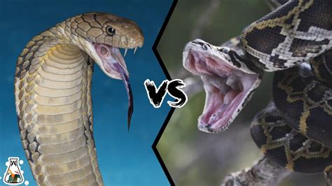 King Cobra Vs Python Who Wins The Fight