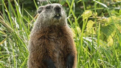 Kip Lambert Cis On Linkedin Embracing The Quirk Our Groundhog Day