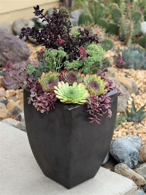 Large Outdoor Succulent Plants A Guide To Growing And Caring For These