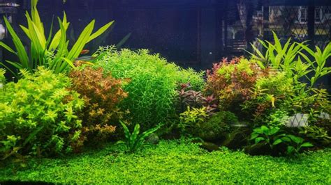 Las Mejores Plantas Acu Ticas Para Aquascaping