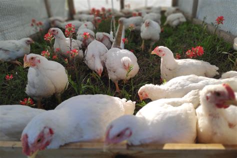 5 Steps to Raising Lectin-Free Chicken on Pasture