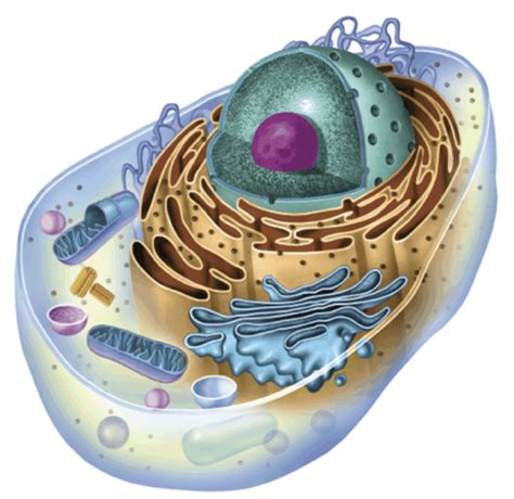 Life Science Animal Cell Labeling Diagram Quizlet