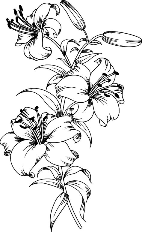 5 Beautiful Lily Tattoo Templates to Inspire You