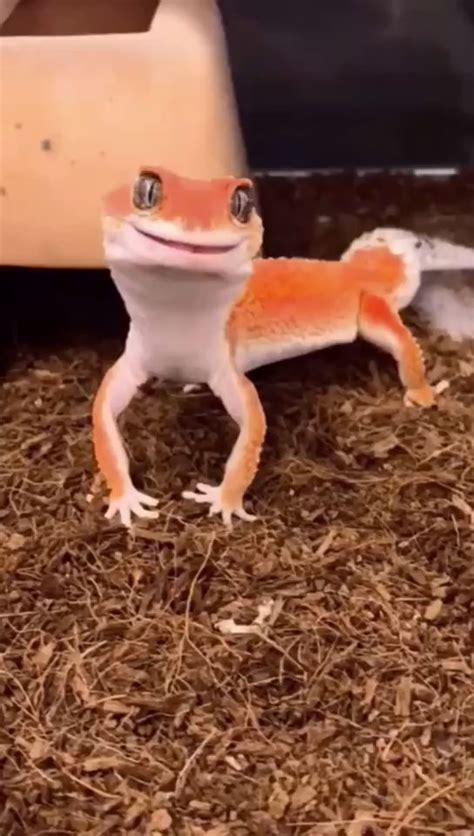 Little Lizard Is Like Elsa S Fire Spirit Video Cute Reptiles Cute