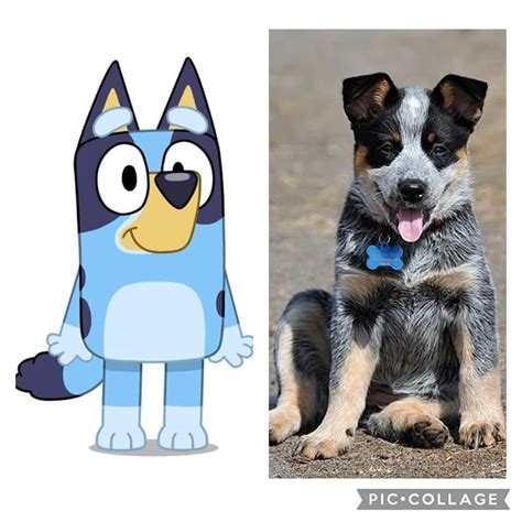 Long Dog For Real Life Bluey