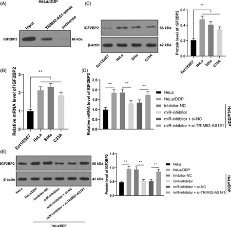 Long Noncoding Rna Trim52 As1 Binds To Insulin Like Growth Factor 2 Download Scientific Diagram