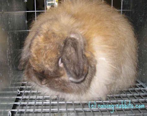 Lop Eared Rabbits Five Lopped Rabbit Breeds Are Accepted By The Arba