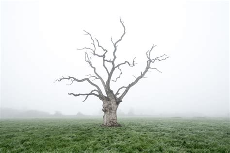 Luke Hayes Poignant Imagery Of Mysteriously Dead Oak Trees Ignant