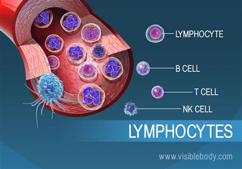 Lymphatic Immunity