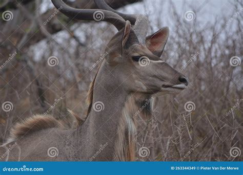 Majestic Pose Of An Adult Male Njala Buck Stock Image Image Of Wilderness Grazing 263344349