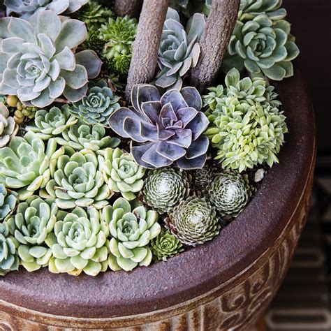 Make A Succulent Container Garden Succulents Succulents In