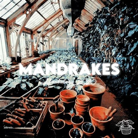 Mandrake Harry Potter Amino